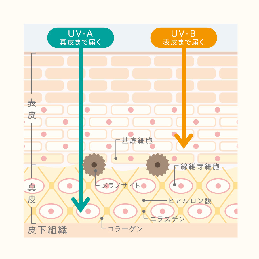 紫外線によるダメージ 図解